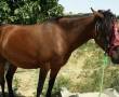 فروش اسب نژاد ترکمن - تربیت شده