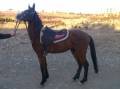 فروش 2 راس اسب ترکمن