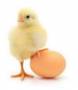 فروش تخم مرغ صنعتی نطفه دار راس و کاپ