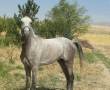 فروش اسب کورسی عرب