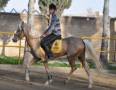 سمند اسب ترکمن معروف در اصفهان