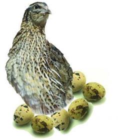 تولید و فروش بلدرچین تخم گذار