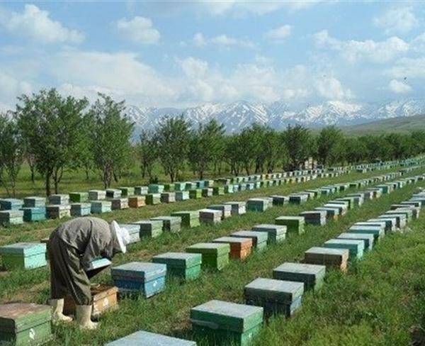 عسل طبیعی اذربایجان