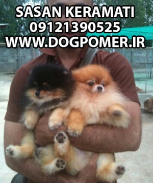 09121390525 - www.dogpomer.ir - پامرانیان وارداتی