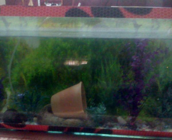 اکواریوم با چند عدد ماهی کوپی
