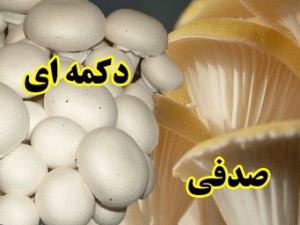 مجموعه آموزش پرورش قارچ در ایران
