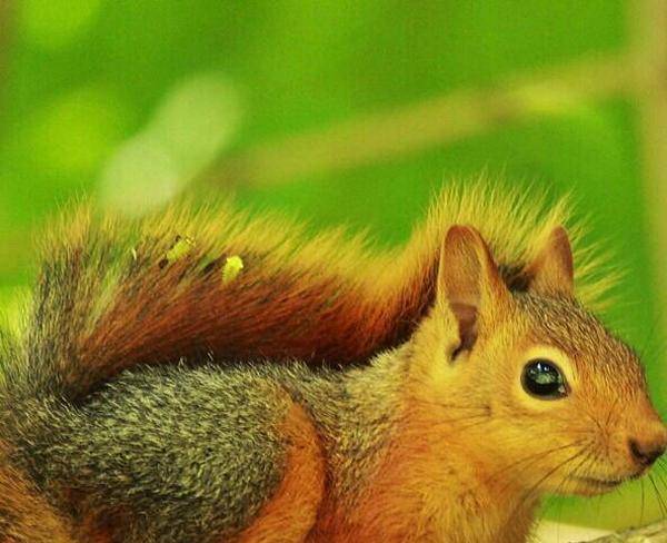 سنجابهای کانادایی و استرلیایی با 30%تخفیف