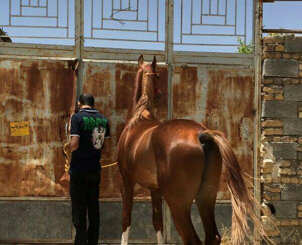فروش اسب عرب نریون