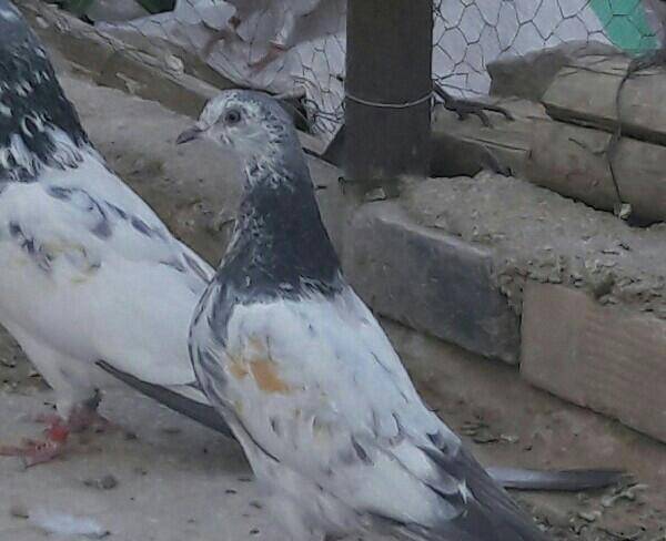 کبوتره پاکستانی