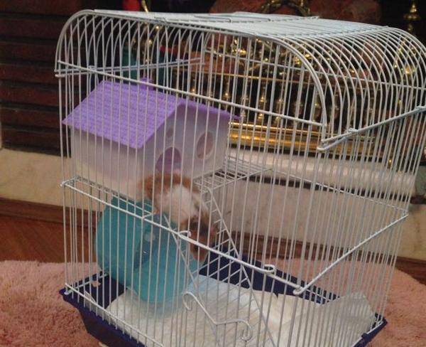 همستر سرحال با قفس