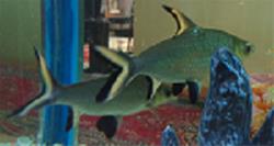 ماهی سیلور شارک