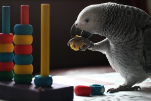 فروش انواع اسباب بازی و سنگ معدنی پرندگان در مدلهای مختلف در مجموعه کلبه حیوانات