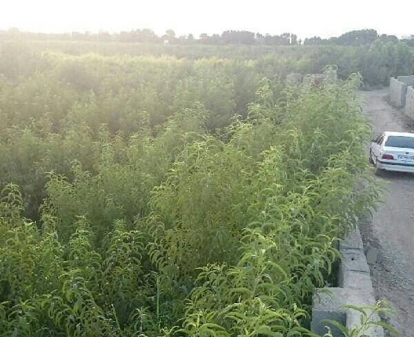 هزار متر باغ دیوار کشی شده