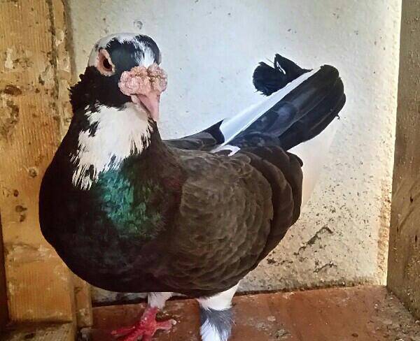 کبوتر پلنگ عراقی نر چابهار