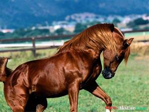 فروش اسب با نژاد ترکمن شناسنامه داربا قیمت عالی