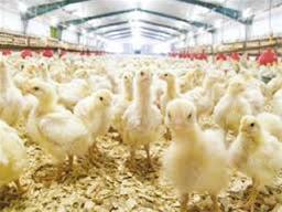 فروش تنها شرکت مرغ تخم گذار دررستم آباد  گیلان