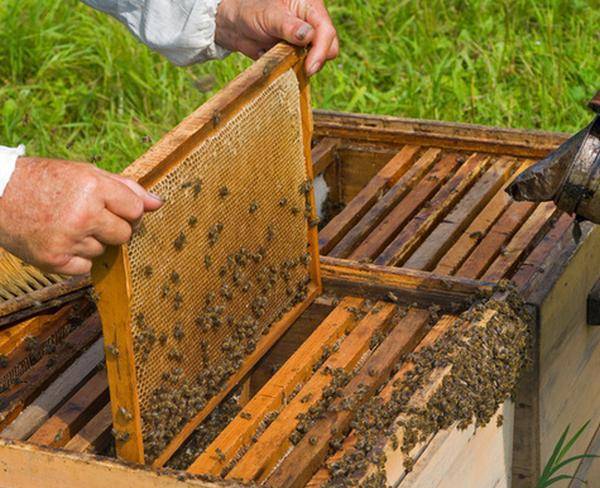 فروش عسل 100% طبیعی