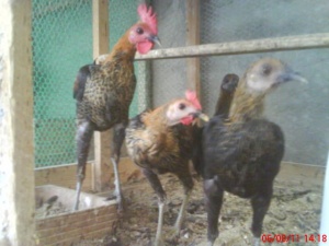 پرندگان زینتی(مرغ وخروس)