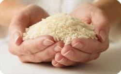 فروش برنج درجه یک هاشمی با نازلترین قیمت و بهترین کیفیت