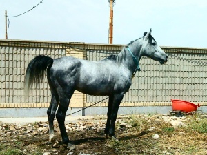 فروش اسب دره شوری