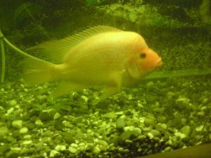 ماهی ردویل زیباوبزرگ