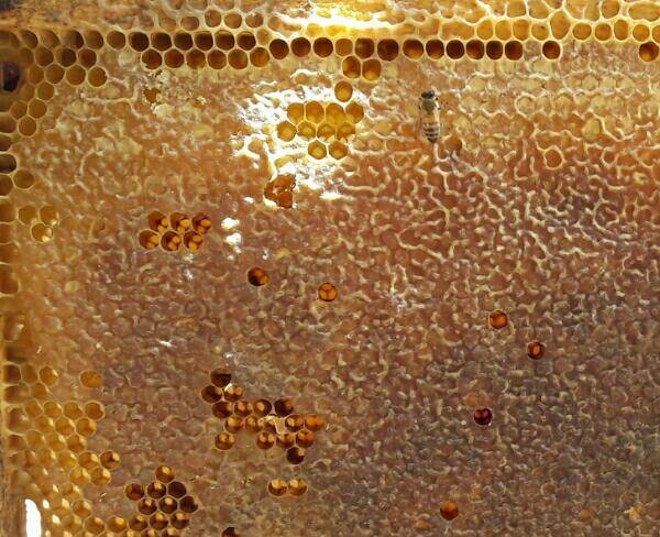 عسل طبیعی.