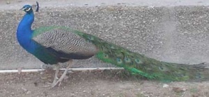 طاووس سبز