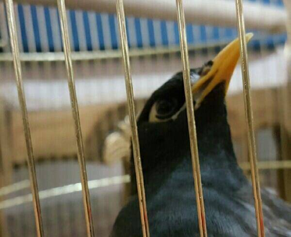 پرنده سخنگو وچلوندنی با قفس