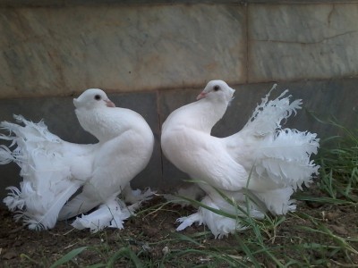 فروش کبوتران زینتی به شرط تخم وجوجه