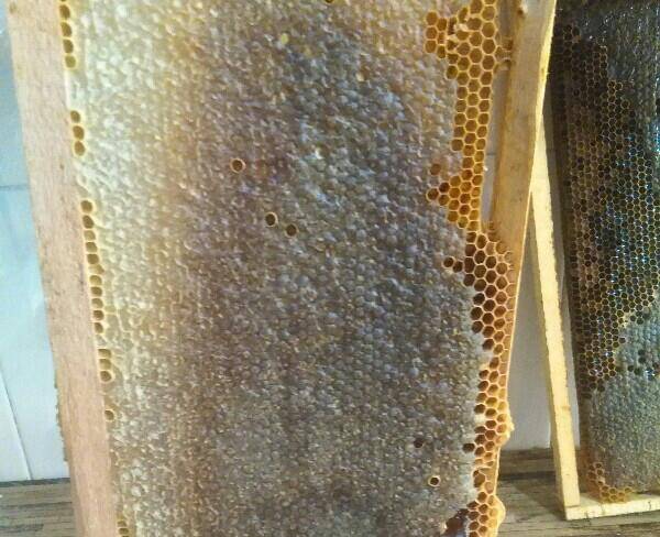 عسل کاملا طبیعی به
