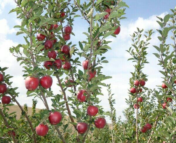 فروش سیب قرمز روی درخت
