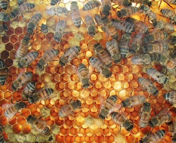 عسل 100 در صد طبیعی