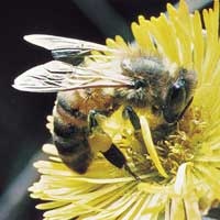 خواص درمانی عسل طبیعی و خالص