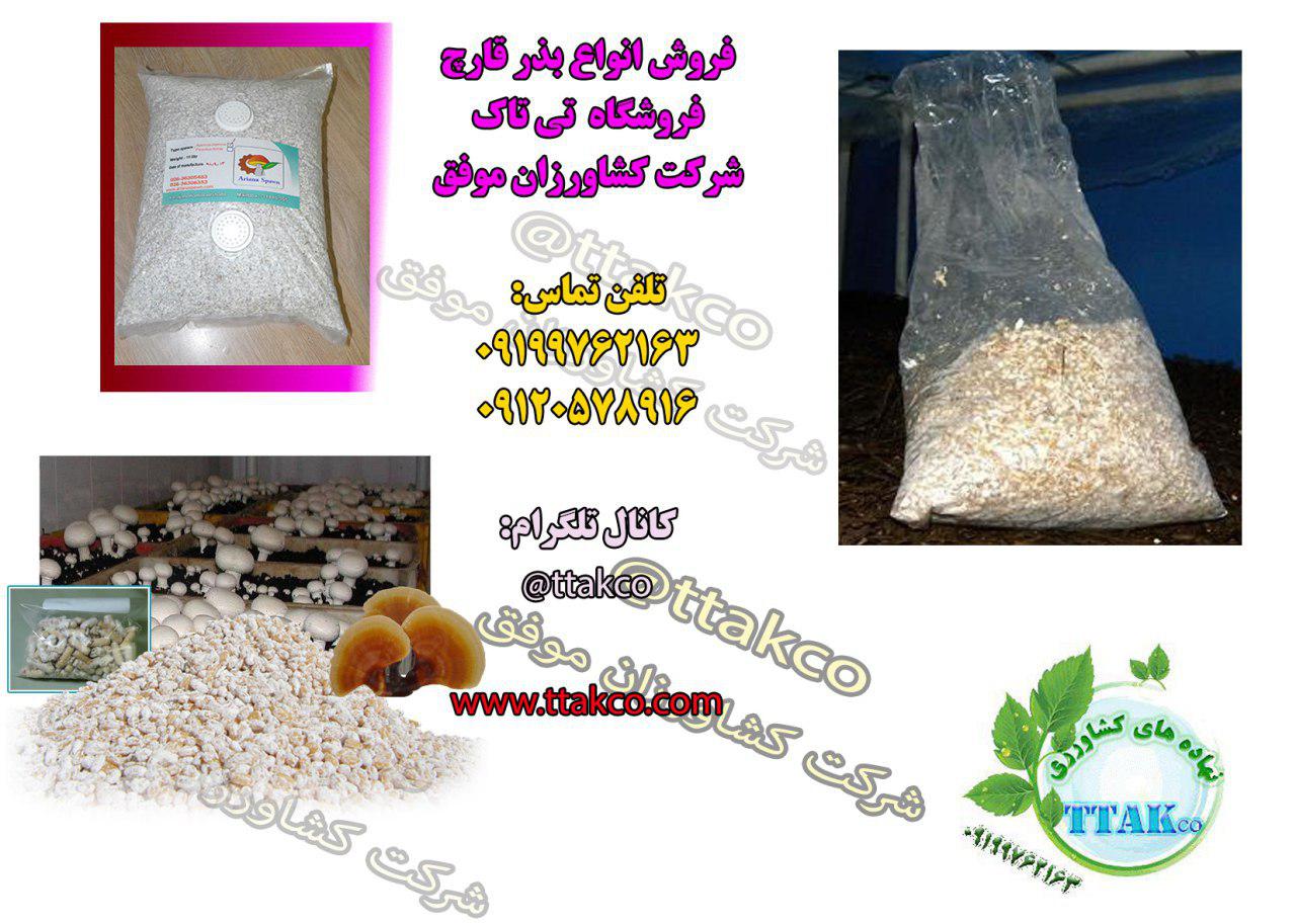 فروش بذر قارچ خوراکی و دیگر تجهیزات پرورش قارچ 09199762163