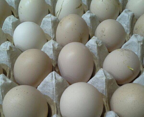 فروش تخم مرغ نطفه دار بومی