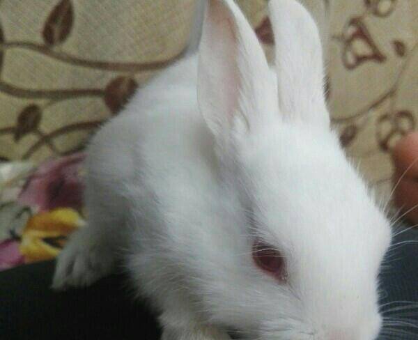 خرگوش سفید کوچک