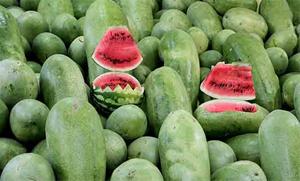 فروش هندوانه چابهار و ایرانشهر
