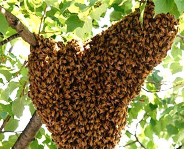 فروش عسل 100% طبیعی
