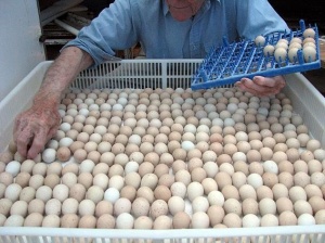 فروش تخم کبک