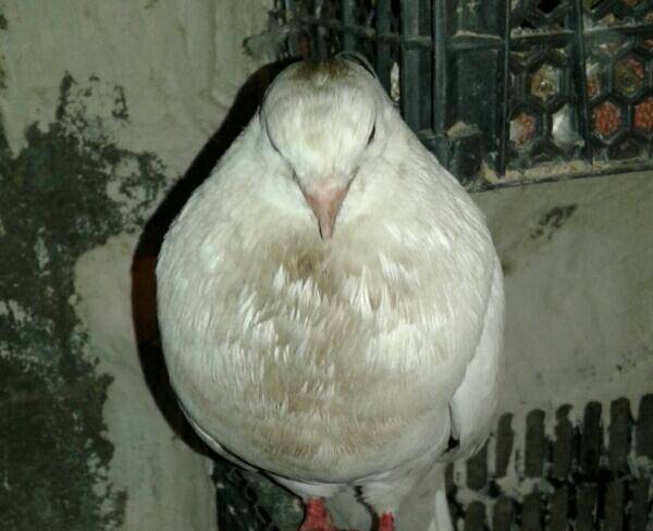 کبوتر تهرانی سفید نوک ریز هیکل بزرگ