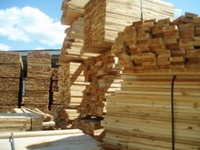 بزرگترین مرکز فروش چوب نراد روسی (یولکا و ساسنا) درابعاد مختلف