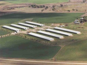 یک سالن مرغداری گوشتی به عرض20-50متربا مساحت تا 5000 متر و ظرفیت صدهزار مرغ دریک سالن وانقلابی در صنعت طیور جهان