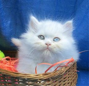 فروش گربه پرشین سفید دوماهه چشم تا ب تا(آبی-عسلی)