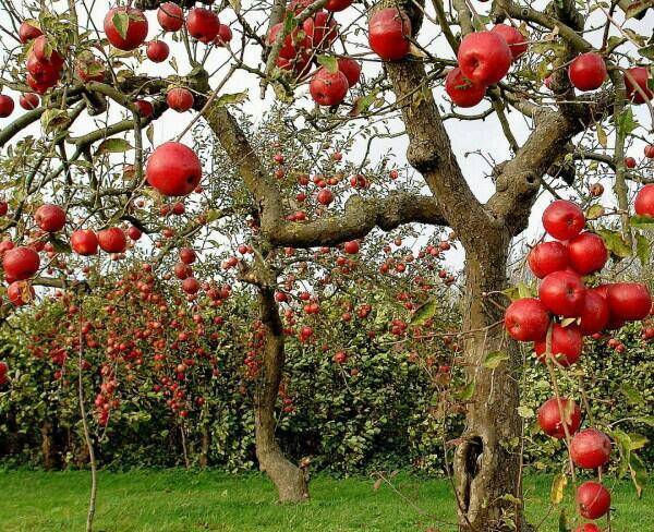 باغ میوه
