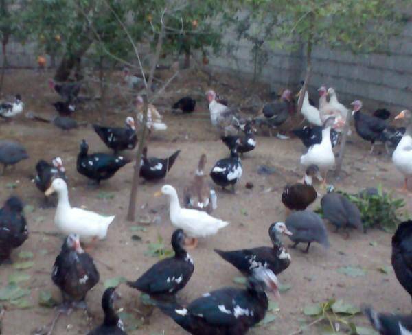 فروش اردک اسراییلی و محلی ارگانیک