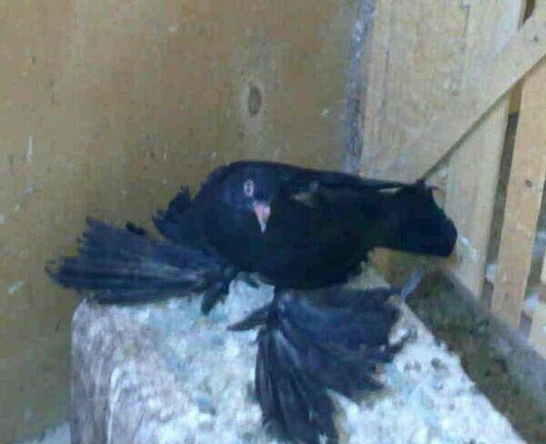خواستار کبوتر سیاه پاپر ماده نوک سفید
