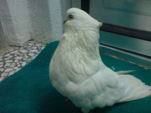 کبوتر نوک قنار سفید کلاهدار