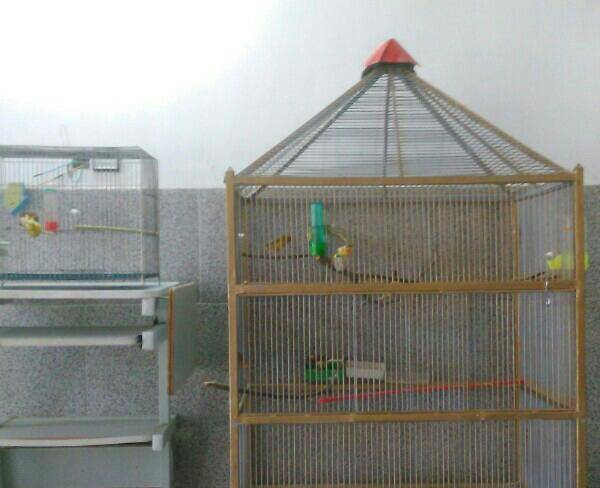 قفس خیلی بزرگ برای انواع پرندگان