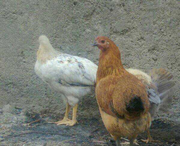 خروس و مرغ محلی
