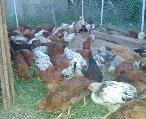مریوان فروش مرغ وخروس محلی 20000 هزار تومان